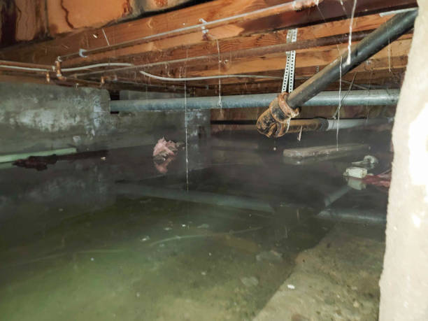 Best Water damage cleanup near me  in Andover, MN